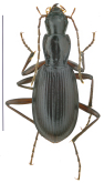 Laemostenus (Antisphodrus) zakariyiensis Muilwijk Tahami & Lohaj, 2017