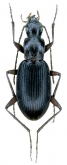 Laemostenus (Laemostenus) aegyptiacus Schatzmayr, 1936a: 88