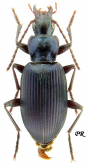 Laemostenus (Laemostenus) venustus Dejean, 1828: 60 (Pristonychus)