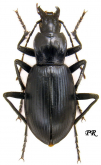 Laemostenus (Pristonychus) stussineri Ganglbauer, 1896b: 463 (Aechmites)