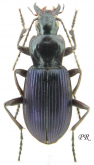 Laemostenus (Pristonychus) terricola punctatus Dejean, 1828