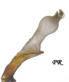 Laemostenus (Pristonychus) tichyi Kult, 1946b: 59 (Pristonychus)