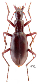 Laemostenus (Stenosphodrus) subtilissimus Casale & Sciaky, 1999a: 198