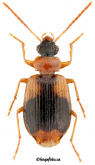 Lebia (Lebia) humeralis Dejean, 1825: 264