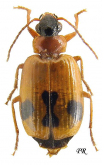 Lebia (Lebia) trimaculata (Villers, 1789)
