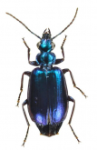 Lebia (Lebia) viridis Say, 1823