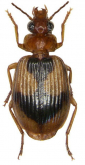 Lebia (Lebia) darlingtoniana Baehr, 2004 Paratype