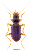 Leistus (Pogonophorus) montanus corconticus Farkac & Fassati, 1999
