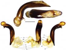 Lesticus (Triplogenius) auripennis Zhu, Shi & Liang, 2018