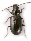 Bembidion (Lionepha) australerasa Maddison, 2020