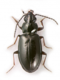 Bembidion (Lionepha) casta Casey, 1918