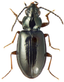 Lionepha casta Casey, 1918