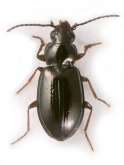 Bembidion (Lionepha) erasa Leconte, 1859