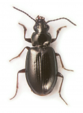Bembidion (Lionepha) kavanaughi Maddison, 2020