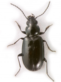 Bembidion (Lionepha) lindrothi Maddison & Sproul, 2020