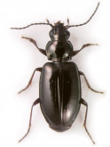 Bembidion (Lionepha) osculans Casey, 1918