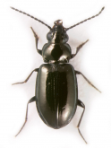 Bembidion (Lionepha) probata (Casey, 1918)