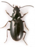 Bembidion (Lionepha) pseudoerasum Lindroth, 1963