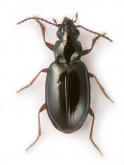 Bembidion (Lionepha) sequoiae Lindroth, 1963