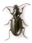 Bembidion (Lionepha) tuulukwa Maddison, 2020