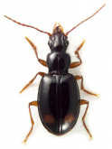 Lissopogonus glabellus Andrewes, 1923