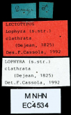 Lophyra (Lophyra) clathrata (Dejean, 1825)