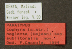Lophyra (Lophyra) neglecta sublitoralis Cassola, 1995