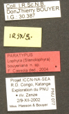 Lophyra (Stenolophyra) bouyeriana Cassola, 2005