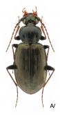 Loricera (Loricera) pilicornis pilicornis Fabricius, 1775: 293