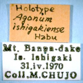 Loxocrepis obscuritarsis (Chaudoir, 1879) as ishigakiense Habu, 1971