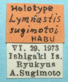 Lymnastis sugimotoi Habu, 1975 (Label)