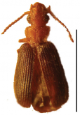 Macrocheilus bicolor Andrewes, 1920