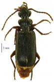 Macrocheilus chinnarensis Akhil, Divya & Sabu, 2019