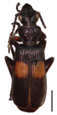Macrocheilus immanis Andrewes, 1920