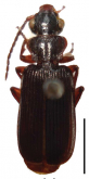 Macrocheilus impictus (Wiedemann, 1823)