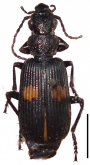 Macrocheilus niger Andrewes, 1920