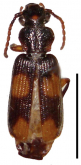 Macrocheilus nigrotibialis Heller, 1900