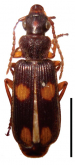 Macrocheilus tripustulatus (Dejean, 1825)