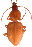 Mateuellus troglobioticus (Deuve, 1990)