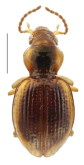 Maungazolus parvulus (Broun, 1903)