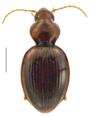 Maungazolus priestleyensis Larochelle & Larivière, 2017