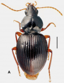 Meonochilus amplipennis (Broun, 1912)