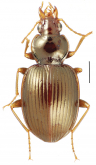Mecyclothorax acutangulus Perrault, 1988