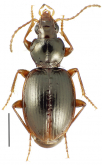 Mecyclothorax castaneus Perrault, 1986