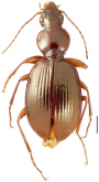Mecyclothorax fosbergi Perrault, 1979
