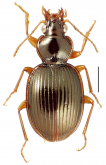 Mecyclothorax gourvesioides Perrault, 1988