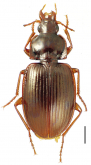 Mecyclothorax mahina Perrault, 1984