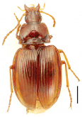 Mecyclothorax mapura Perrault, 1984