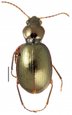 Mecyclothorax papau Liebherr, 2013