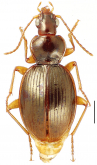 Mecyclothorax parovalipennis Perrault, 1988